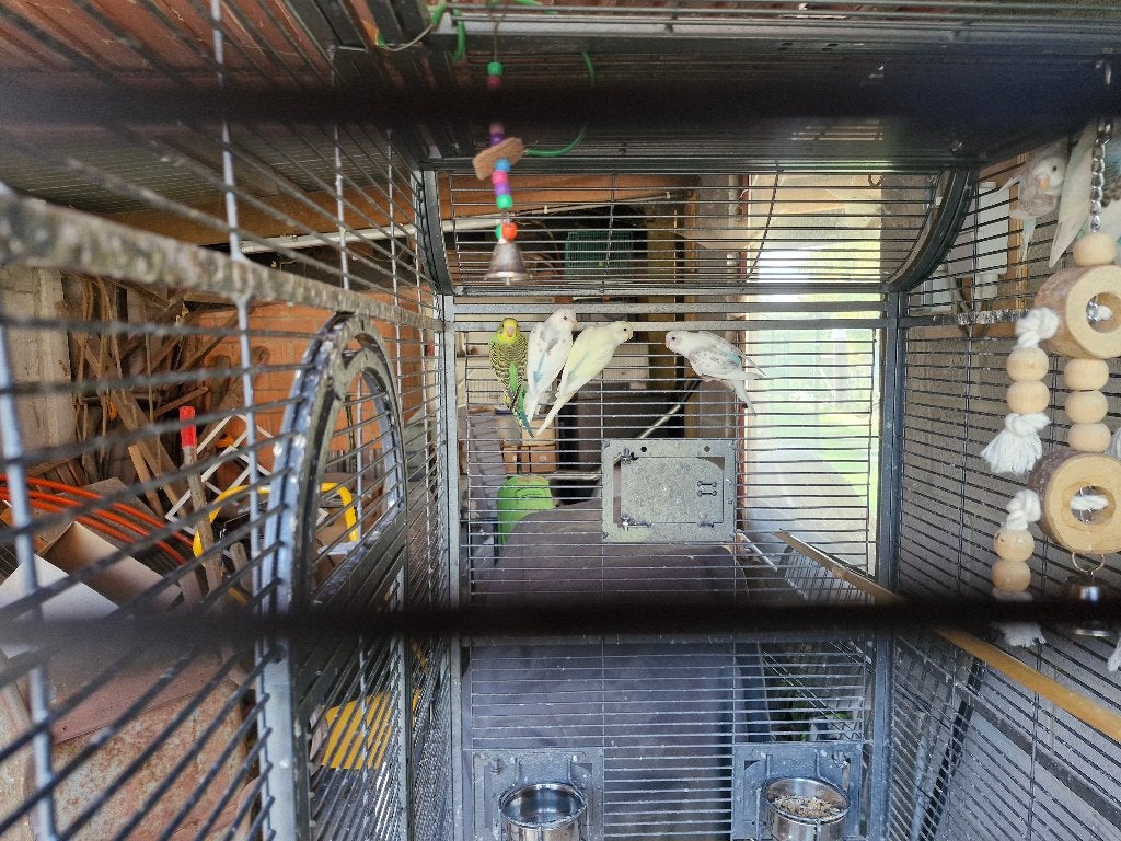 8 jonge grasparkieten, Plusieurs animaux, Perruche