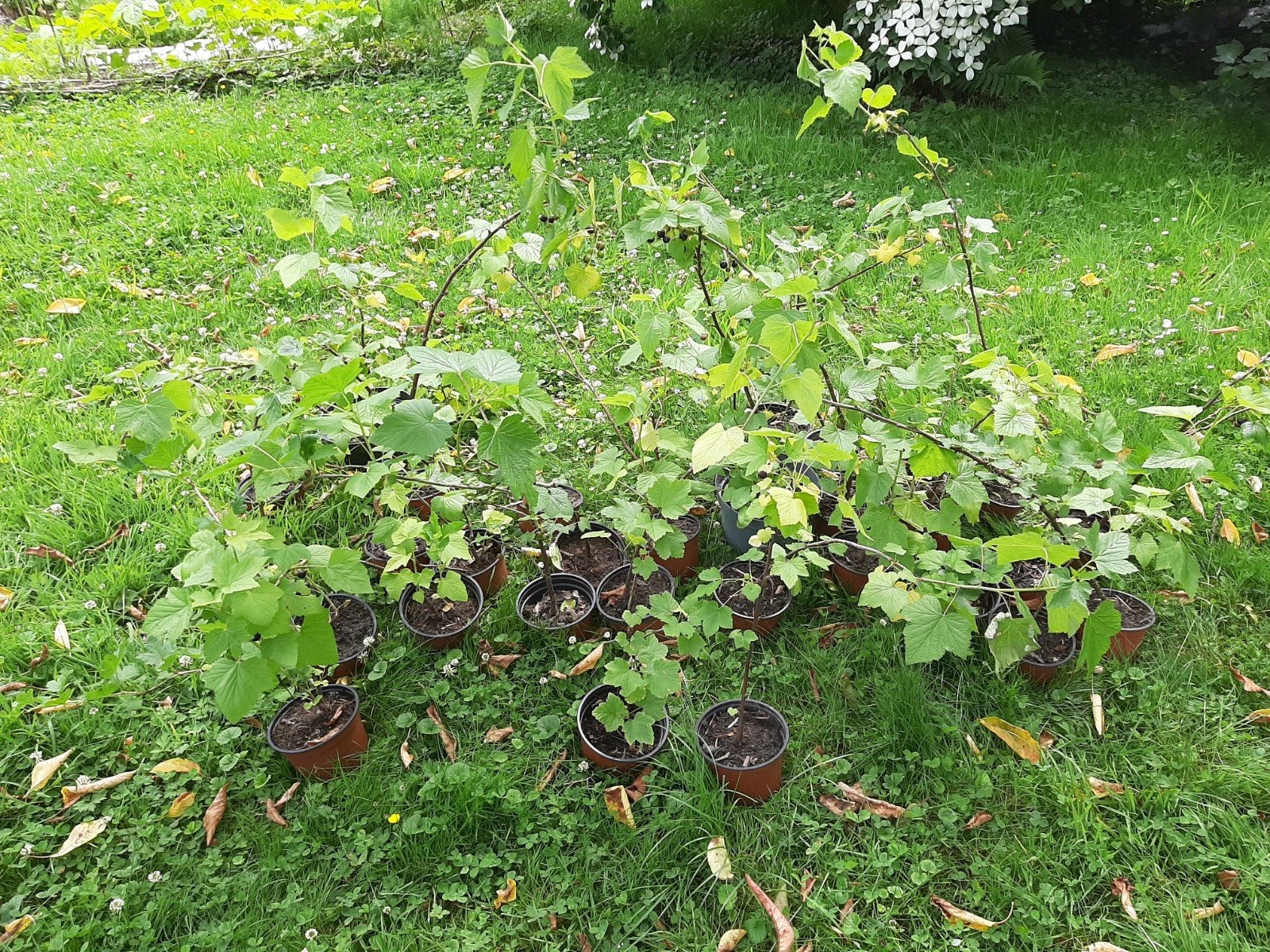 Plants de cassis et de groseillier, Tuin en Terras, Planten | Tuinplanten