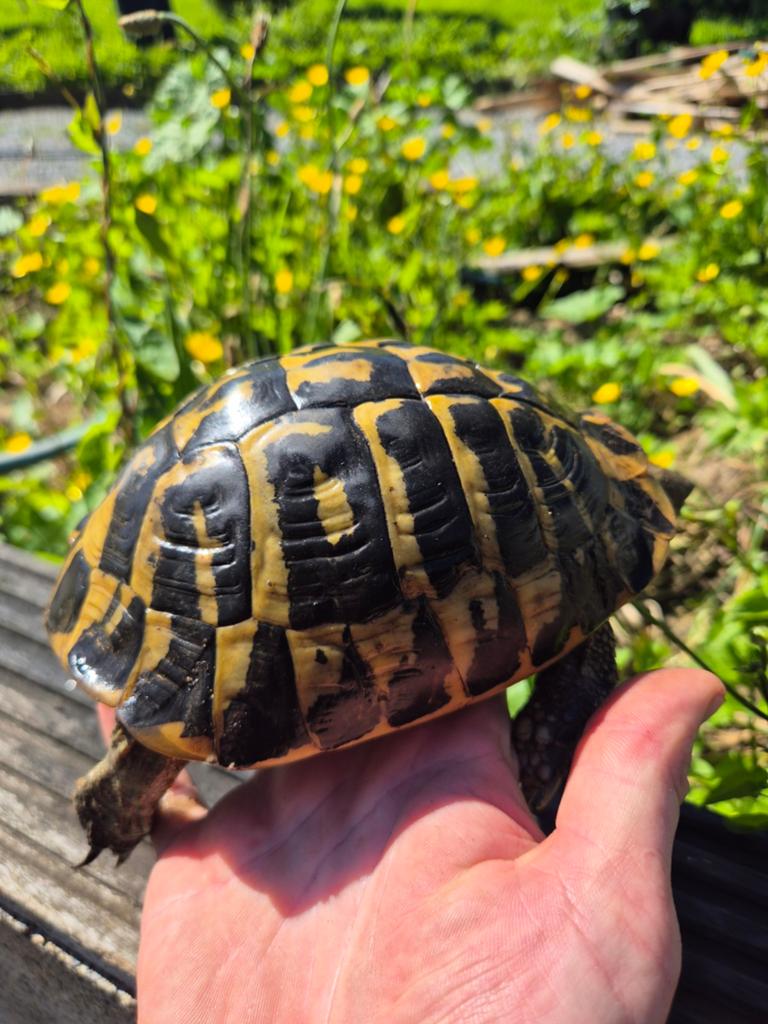 Tortue hermann hermanni, Animaux & Accessoires, Tortue