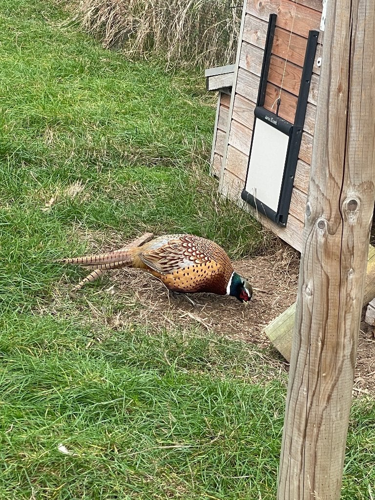 Korea ringnekfazant zuiver, Dieren en Toebehoren, Meerdere dieren, Overige soorten