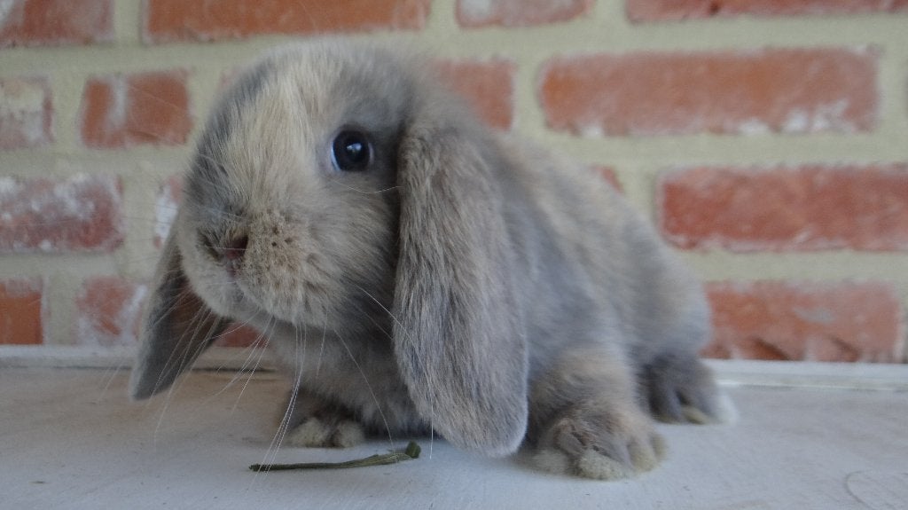 Nederlandse hangoor dwergkonijntjes, Meerdere dieren, Dwerg, Hangoor, 0 tot 2 jaar