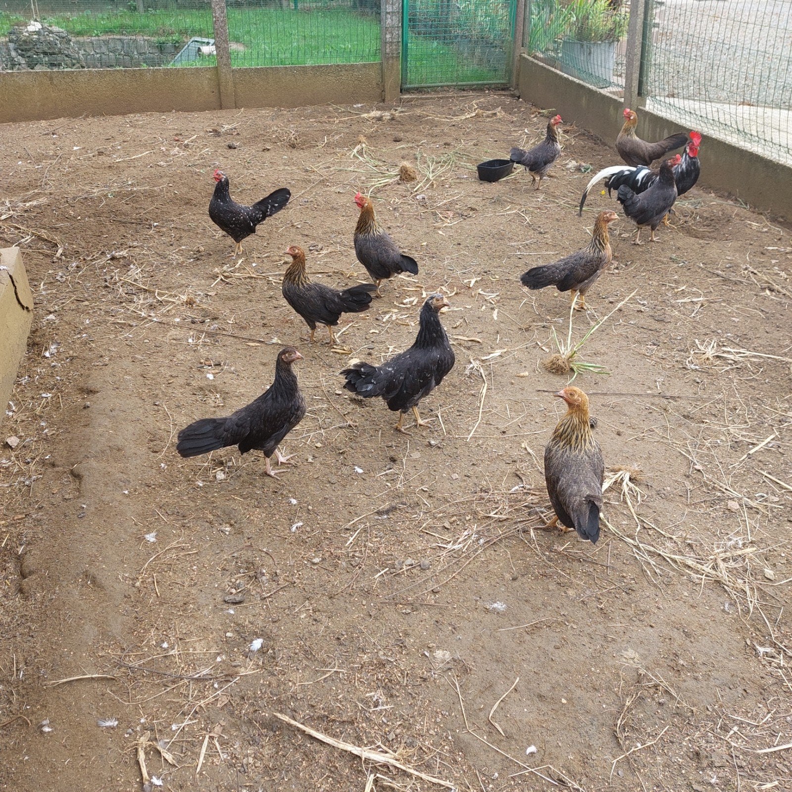 Engelse krieltjes, Animaux & Accessoires, Volatiles, Poule ou poulet