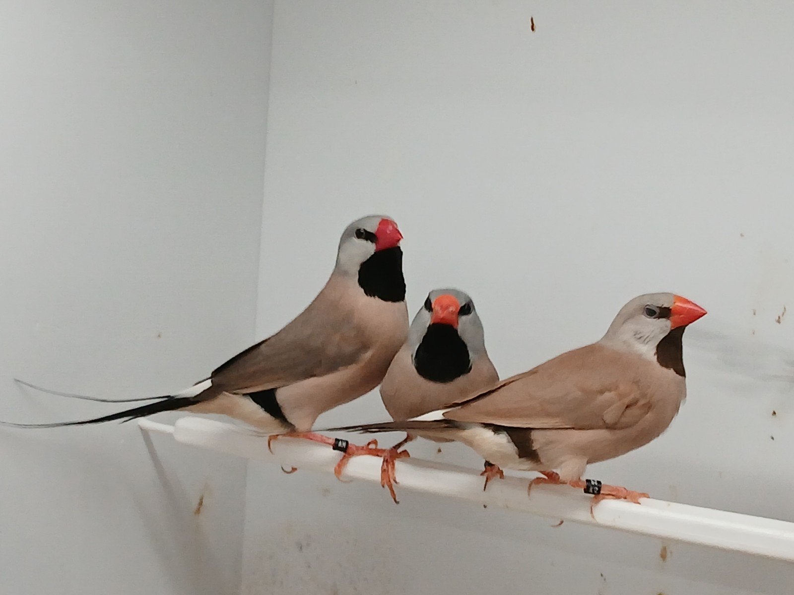 Spitsstaartamadines