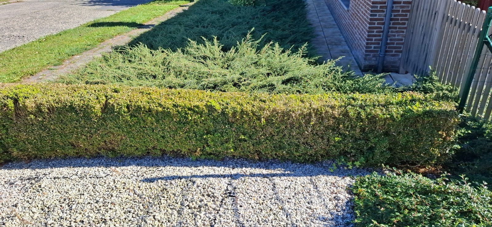une haie de buis gratuite peut être ramassée à Lede, Jardin & Terrasse, Enlèvement