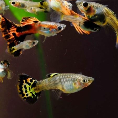ik ben op zoek naar een paar vissen, Autres types, Poisson d'eau douce, Banc de poissons