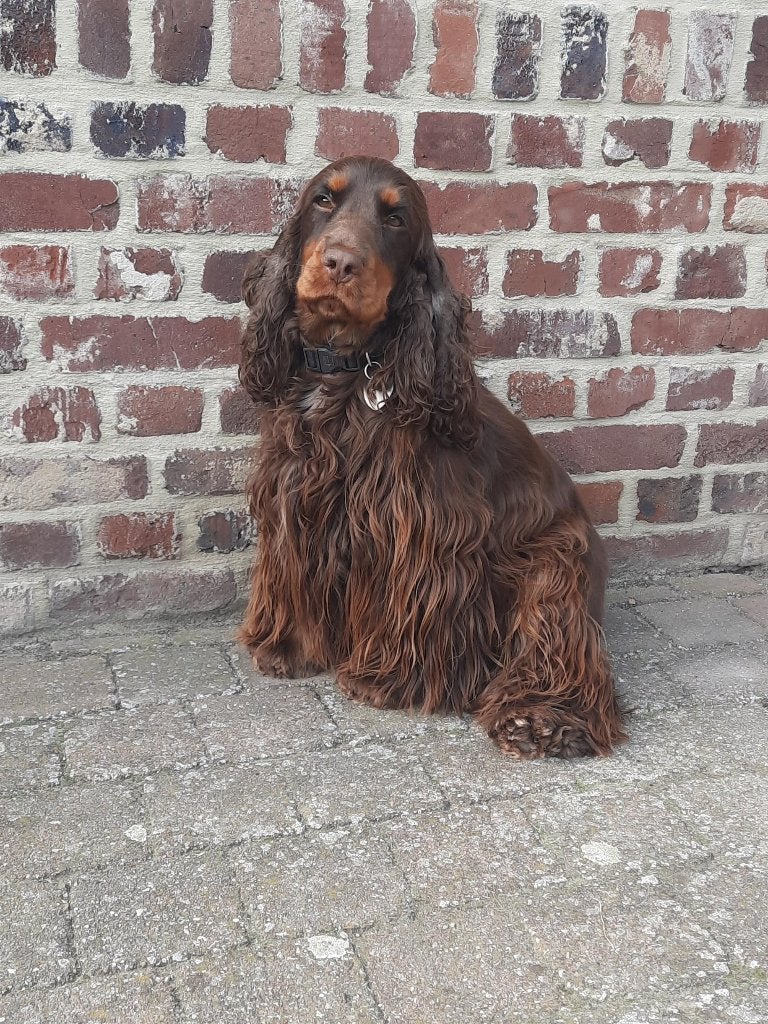 Cockapoo pups, Dieren en Toebehoren, België, Particulier, CDV (hondenziekte), 8 tot 15 weken