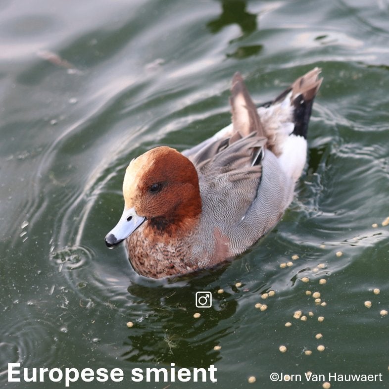 Europese smient 2023, Meerdere dieren, Eend