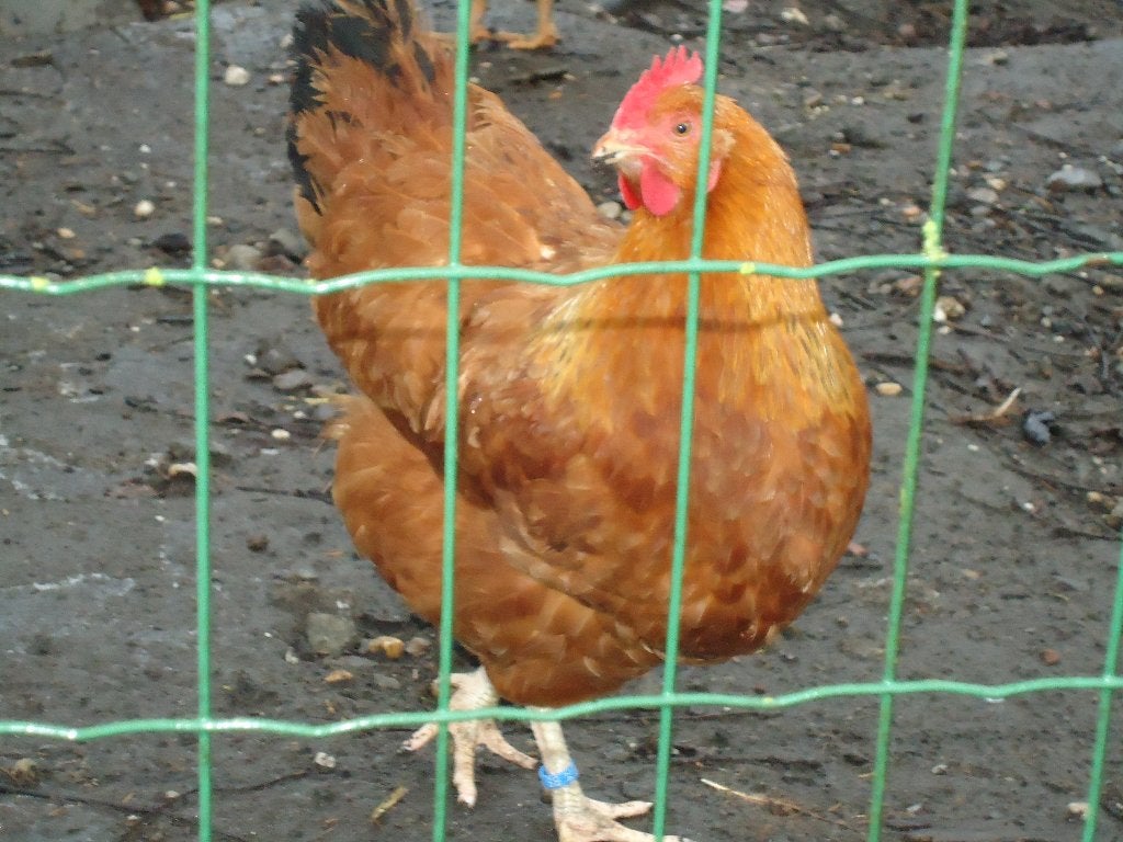 broedeieren new hampshire, Sexe inconnu, Poule ou poulet