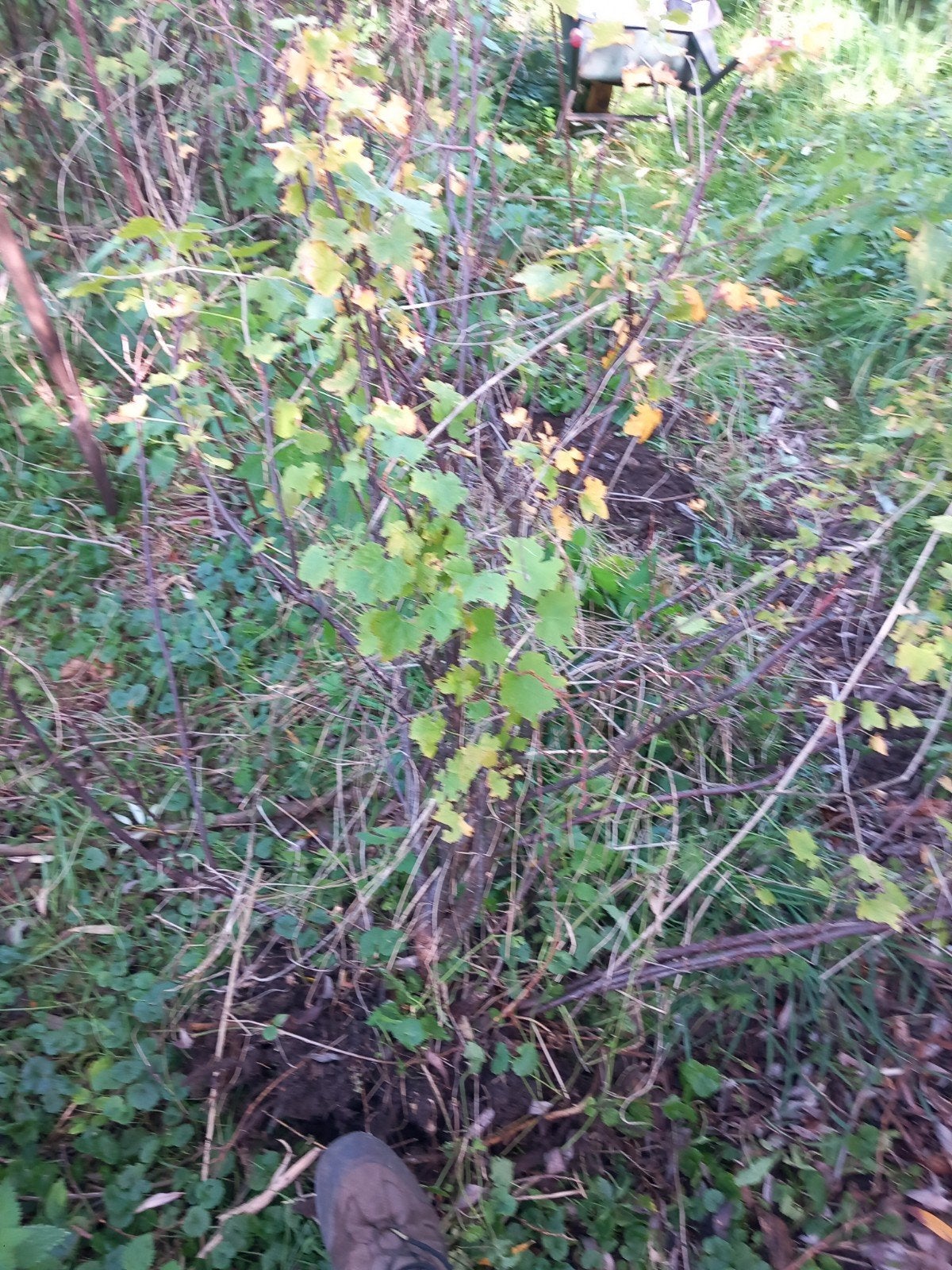 rode trosbes struiken, Tuin en Terras, Ophalen