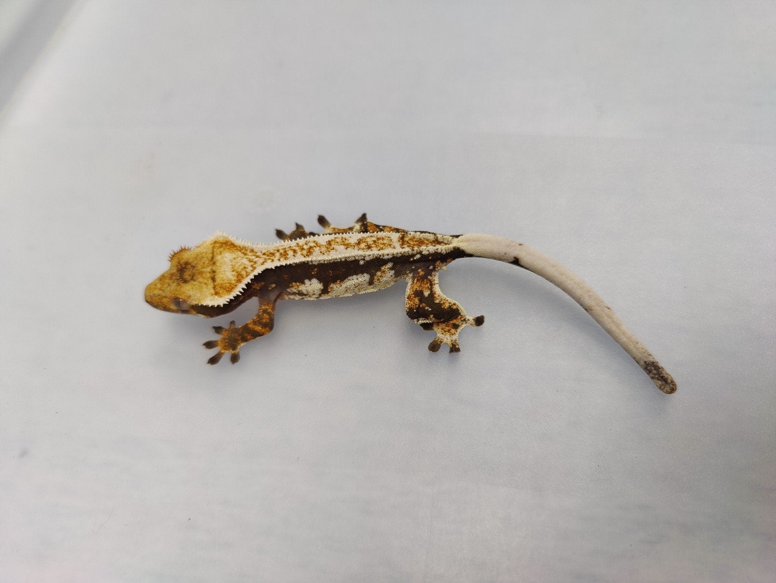 Wimpergekko pinstripe white wall vrouw