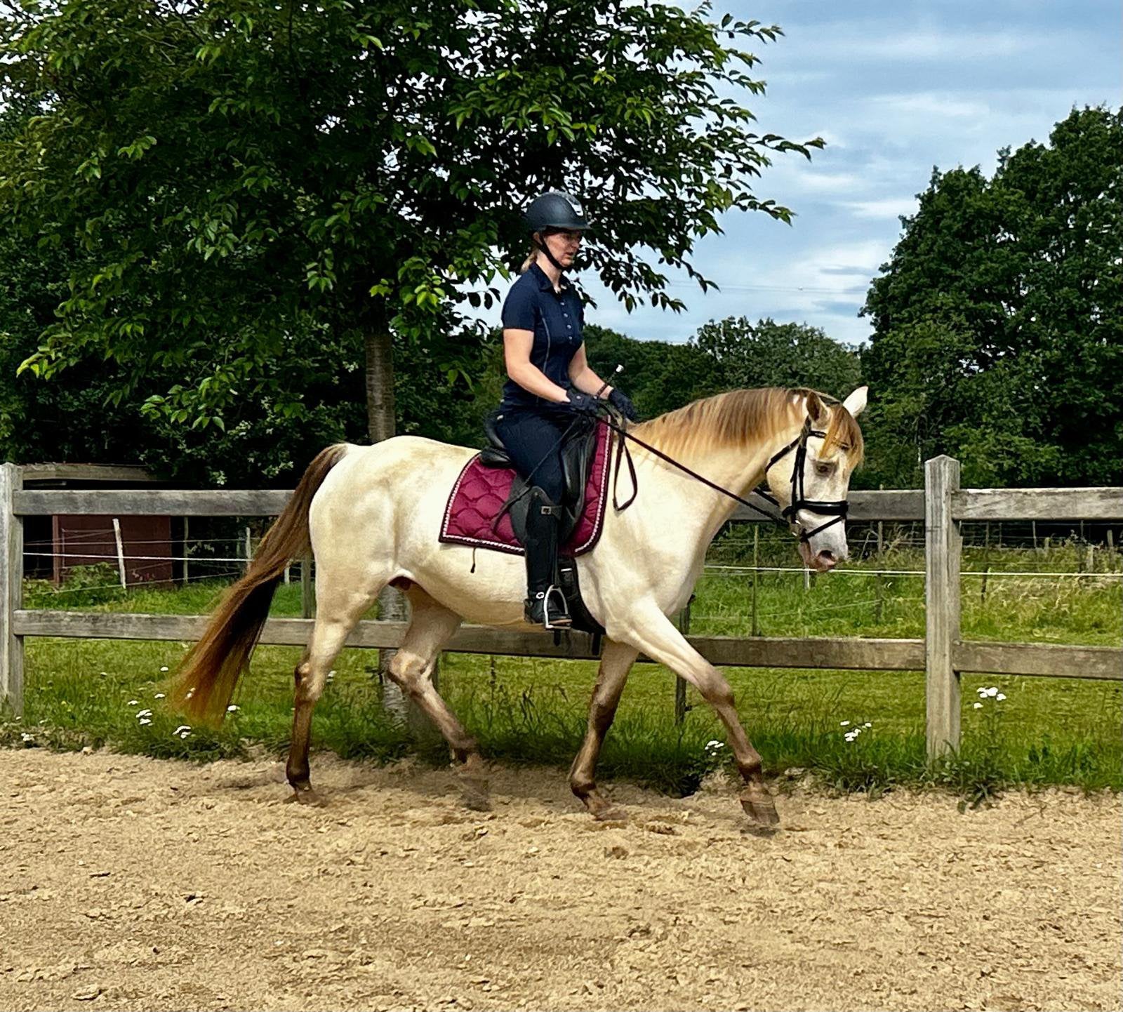 Bijzondere ambercrème champagne merrie, Merrie, Recreatiepaard