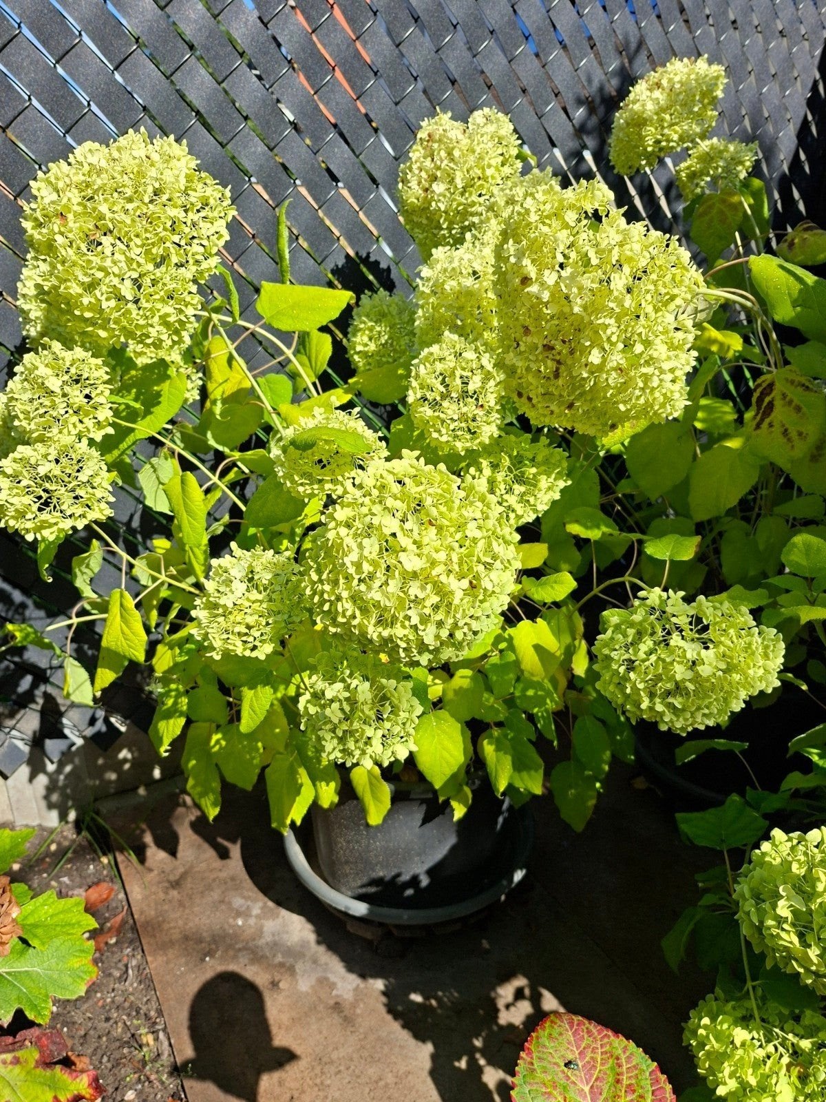 Hortensia Annabelle, Enlèvement, Été, Plante fixe, Plein soleil