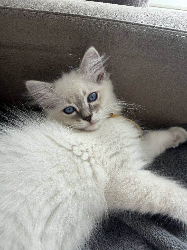 Les chatons Ragdoll cherchent toujours un panier doré, Animaux & Accessoires, Chats & Chatons | Chats de race | Poil long, Chat