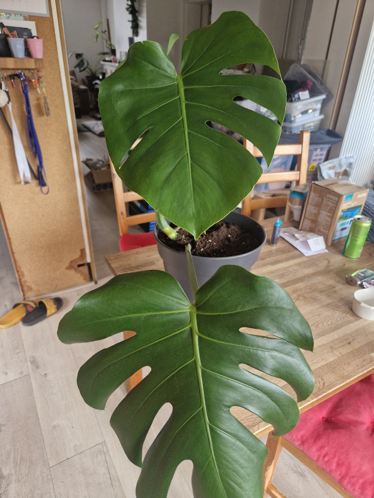 Monstera deliciosa, Ophalen, Overige soorten, Halfschaduw