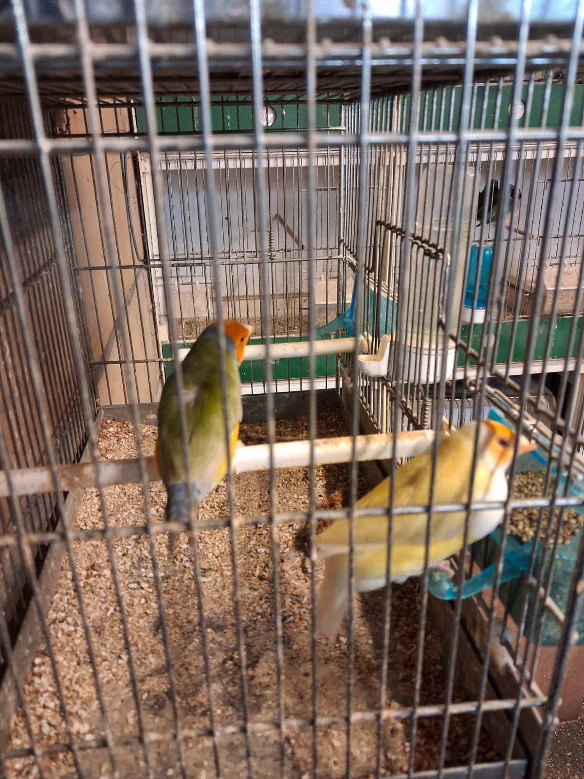 GOULDS INO, Dieren en Toebehoren, Meerdere dieren, Tropenvogel, Geringd