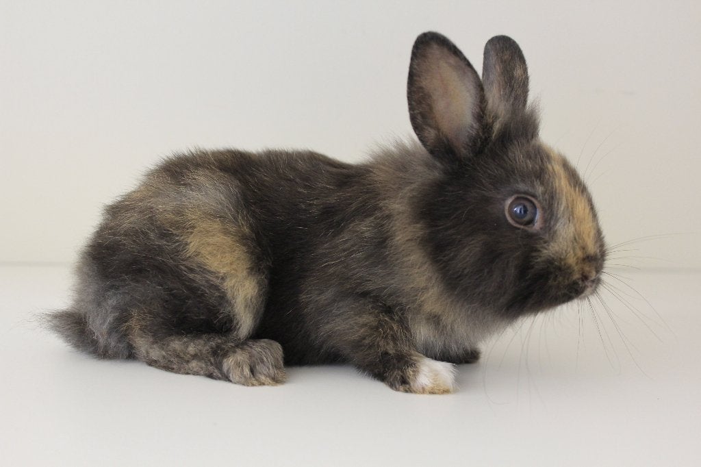 Dwergkonijntjes - leeuwenkopjes, Plusieurs animaux, Nain, 0 à 2 ans