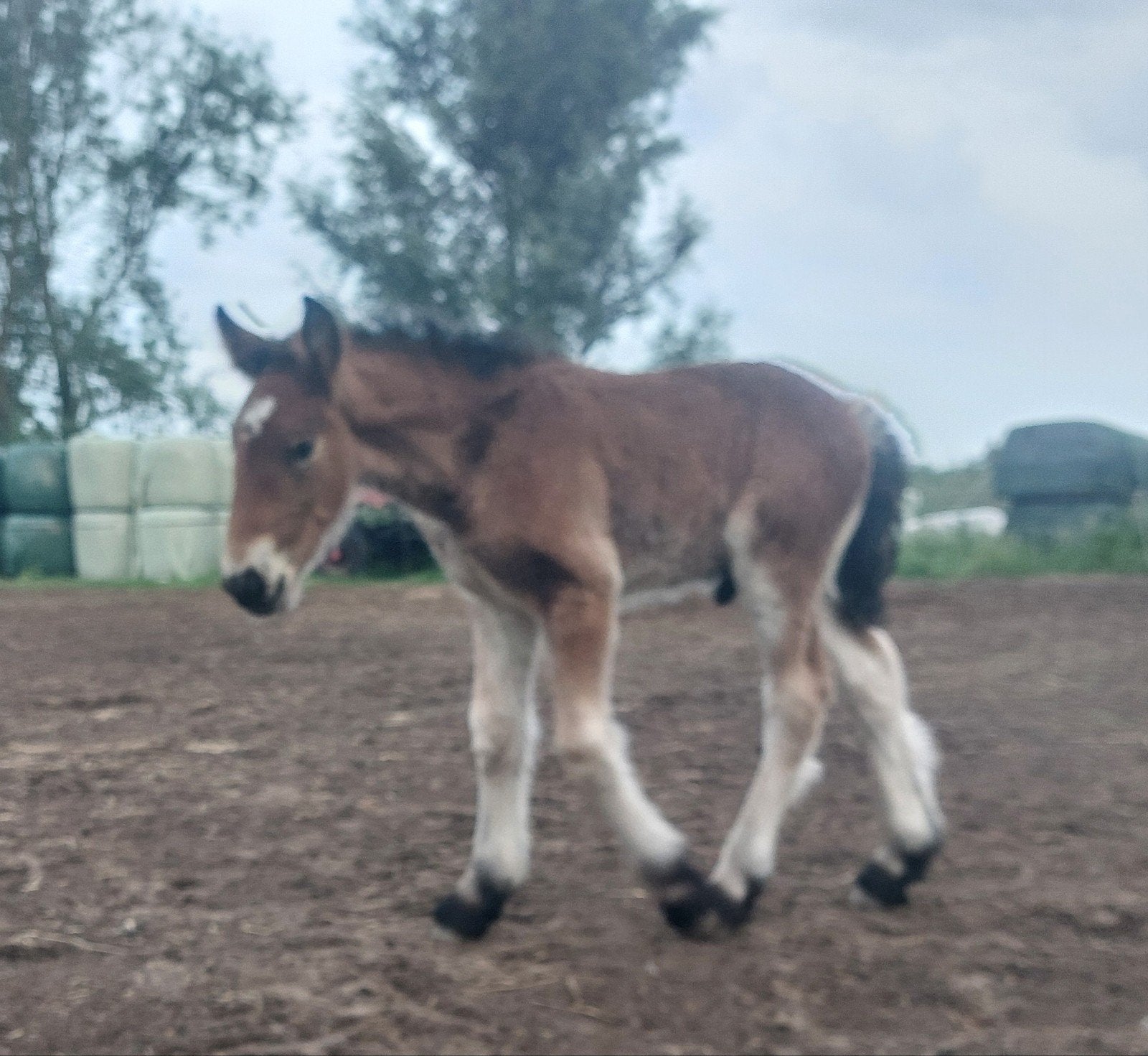 Beau poulain de trait à vendre, Animaux & Accessoires, Chevaux