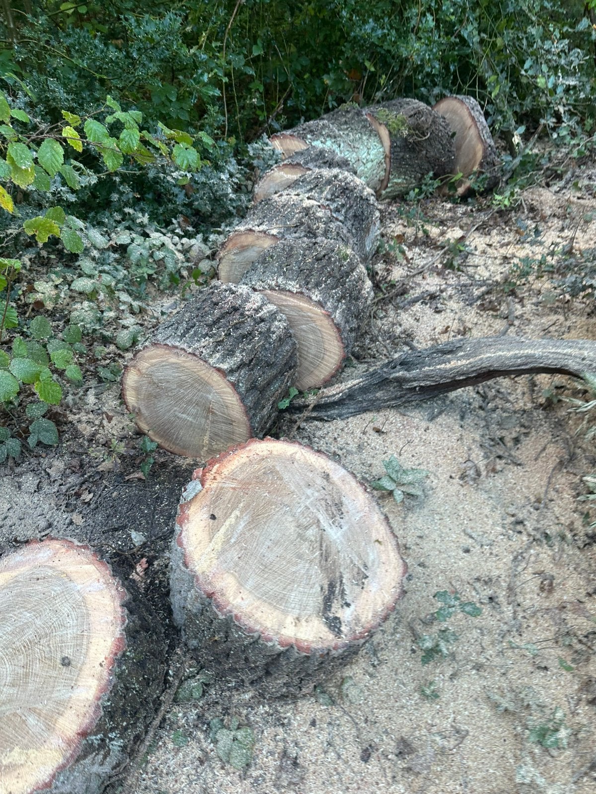 Bois de chauffage en chêne, 6 m³ ou plus, Enlèvement, Chêne, Bûches