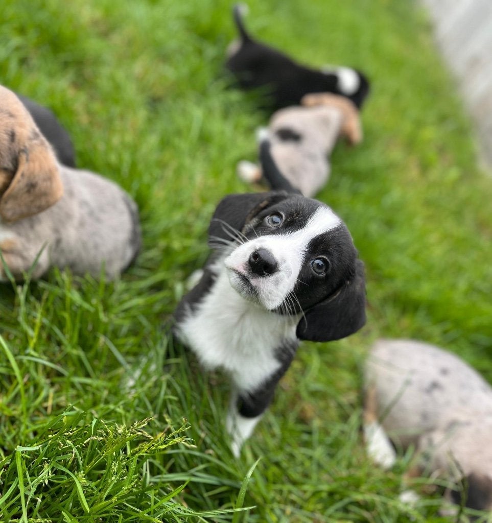 Beaux chiots Beagi (beagle x corgi), Animaux & Accessoires, Beagle, Plusieurs, Hépatite contagieuse (maladie de Rubarth), Belgique