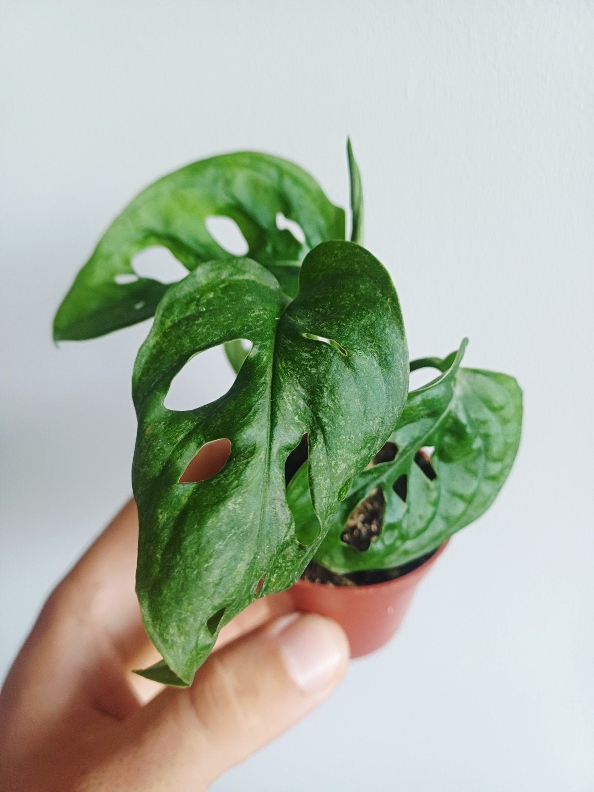 Monstera Adansonii Mint, Autres espèces, En pot, Enlèvement ou Envoi, Moins de 100 cm