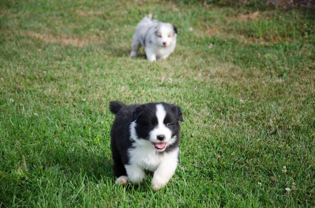 Border collie pups geboren op boerderij, België, Particulier, CDV (hondenziekte), 8 tot 15 weken