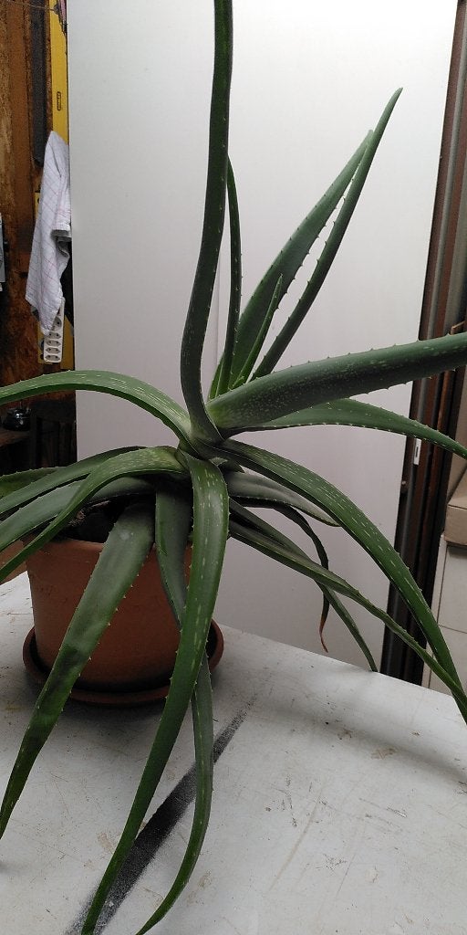 Plante d'agave, Jardin & Terrasse, Jardin & Terrasse Autre, Utilisé, Enlèvement