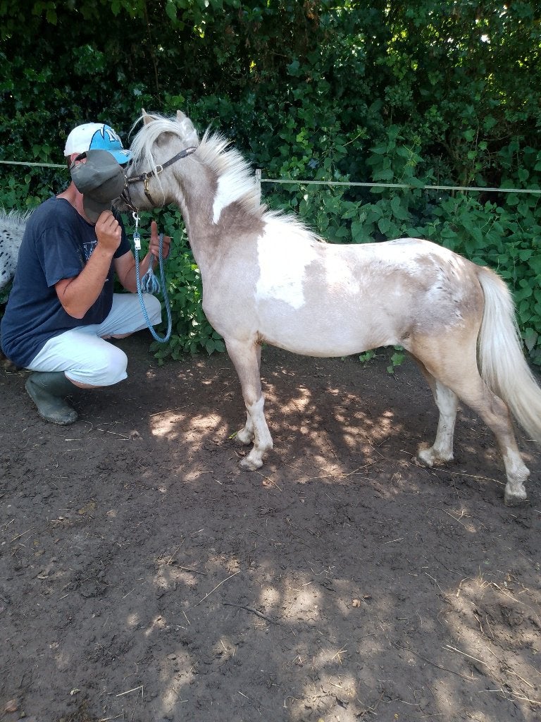 Schitterend  Amerikaans , Silver d Apple Pintaloosa hengstje, Étalon, Avec pedigree, 0 à 2 ans
