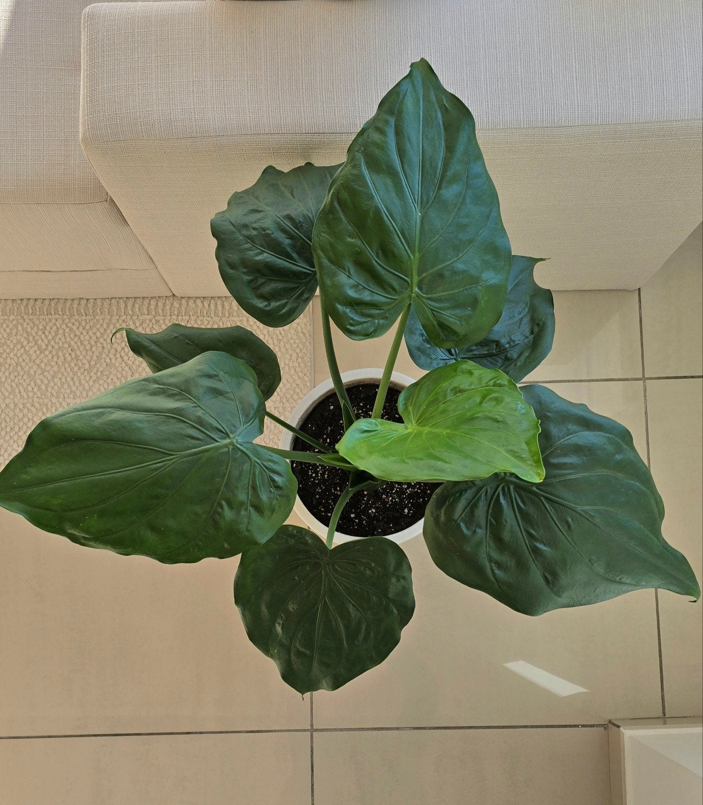 Plantes, Ophalen