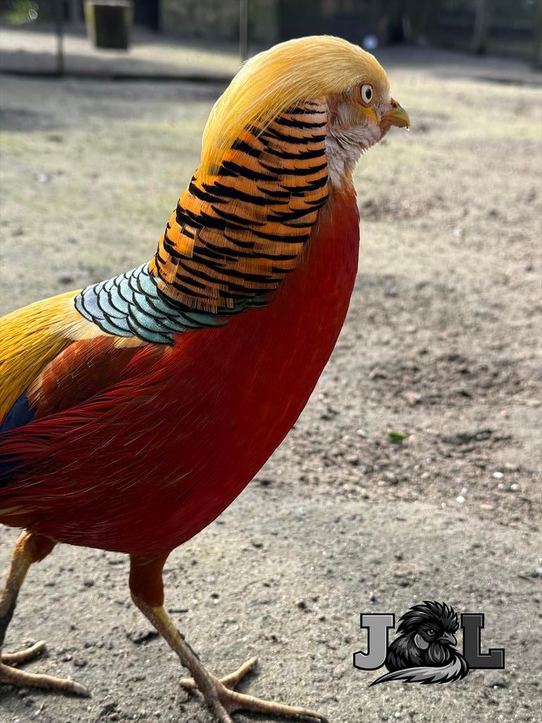 15 broedeitjes Kraagfazanten Laatste, Dieren en Toebehoren, Pluimvee