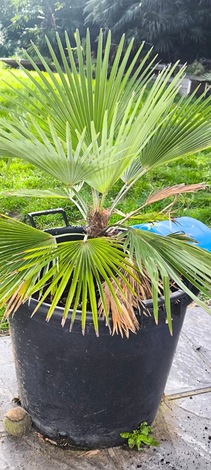 Trachycarpus Princeps, Ophalen