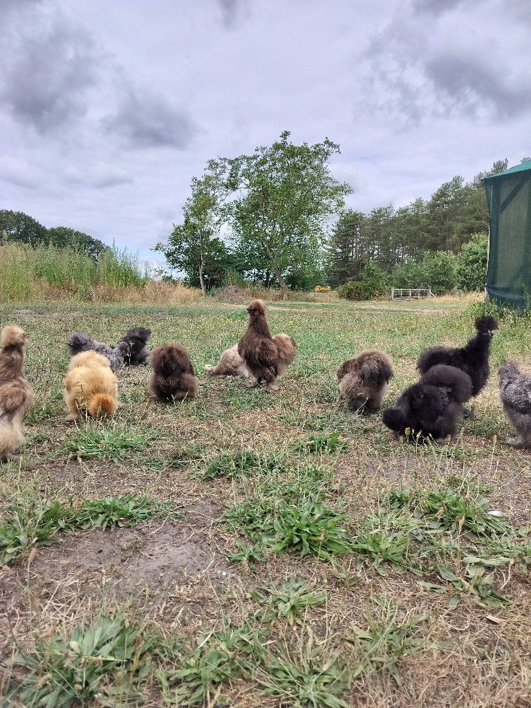 Usa zijdehoen haan, Dieren en Toebehoren, Pluimvee