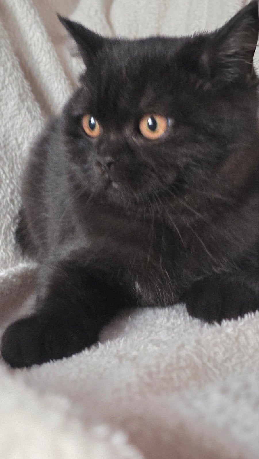 Beaux chatons britanniques à poil court à vendre., Animaux & Accessoires, Plusieurs animaux, Avec puce électronique, 0 à 2 ans