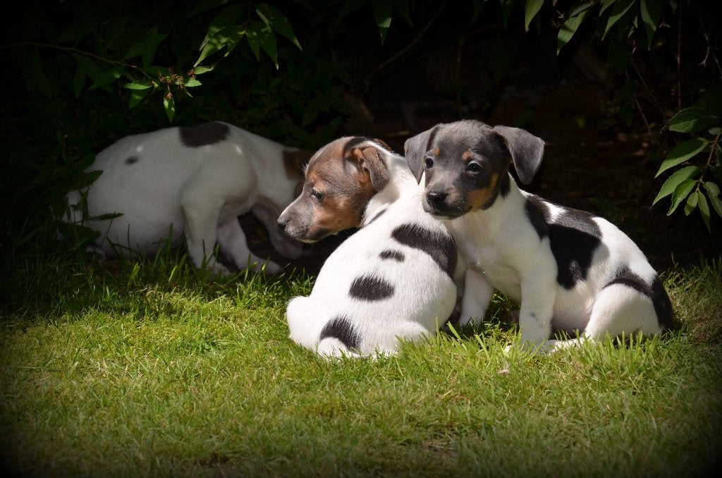 Jack Russell pups, Dieren en Toebehoren, Honden | Jack Russells en Terriërs, Meerdere dieren, Jack Russell Terriër, Fokker | Professioneel