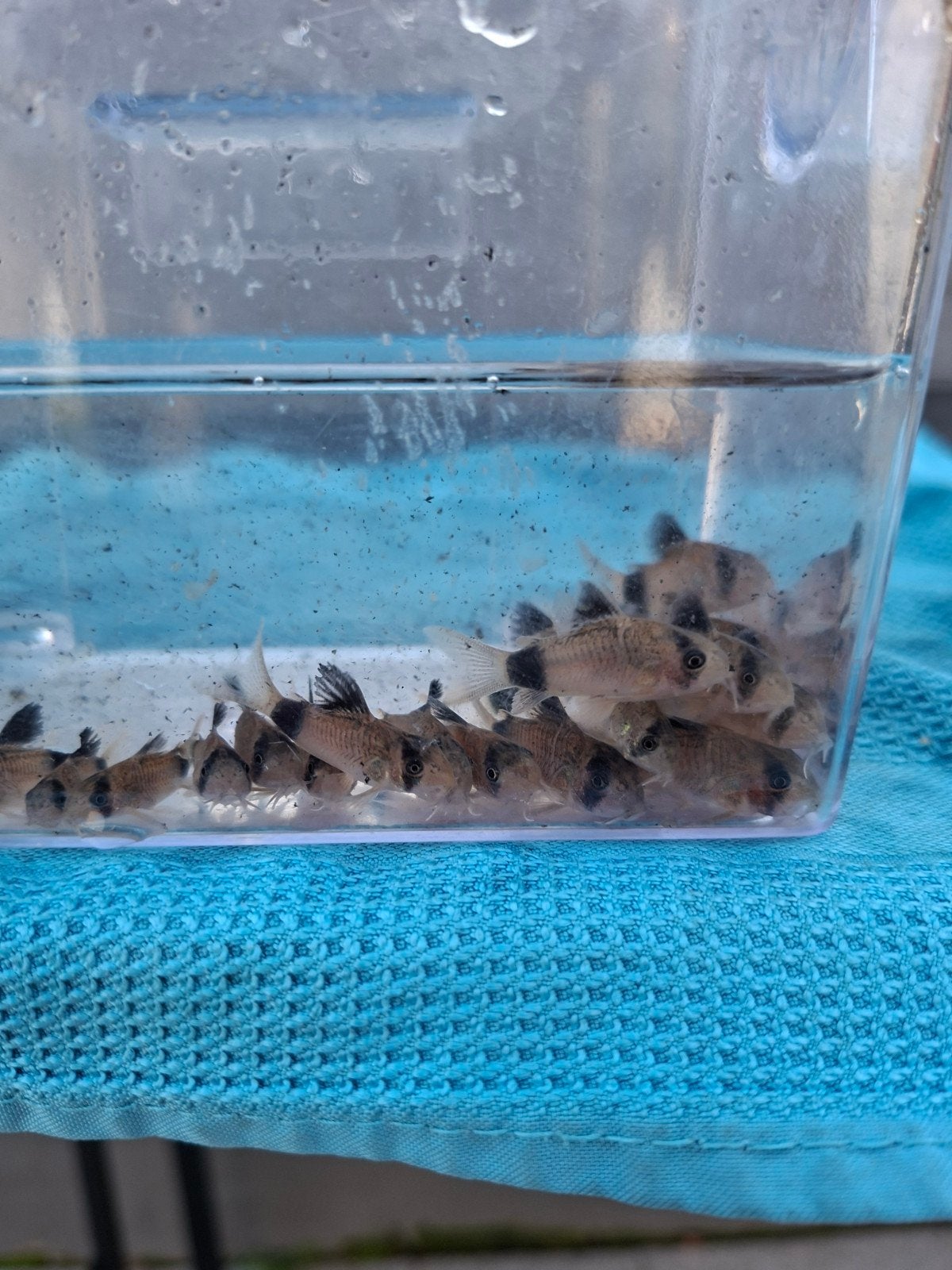 corydoras panda 3cm locatie maastricht, Dieren en Toebehoren