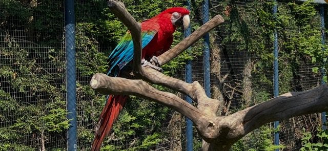 Gezocht. Groenvleugel ara broedrijp, Sexe inconnu, Perroquet, Bagué