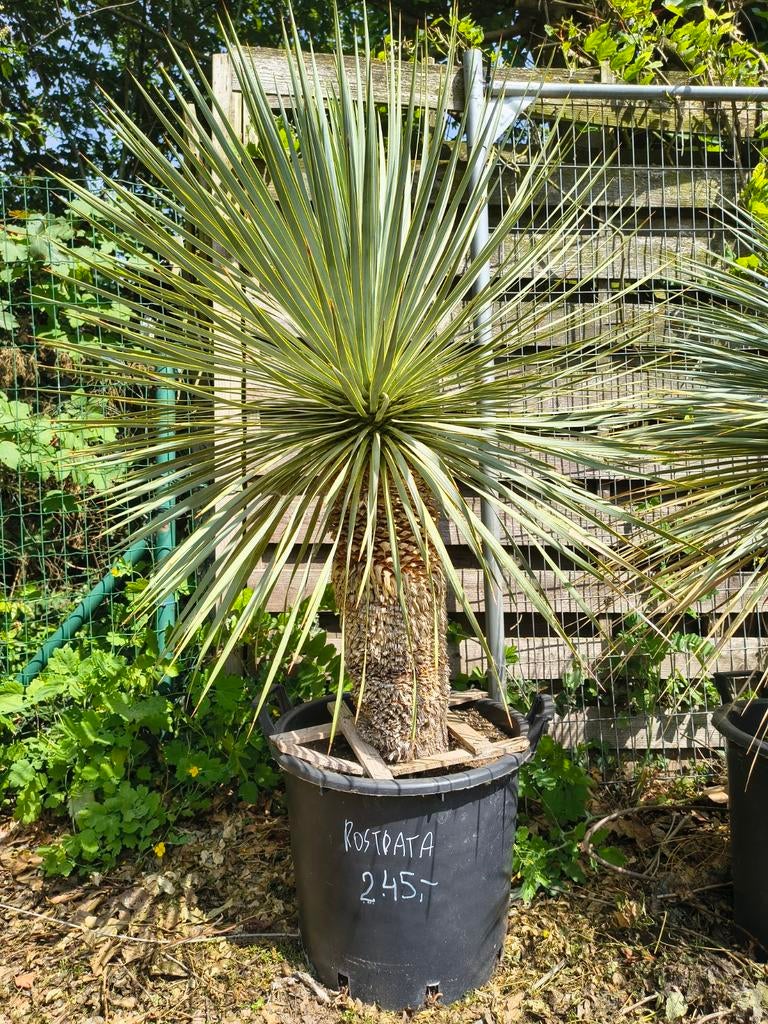 Palmboom Jucca Rostrata Te Koop Intermassa BV Stekene, Tuin en Terras, Ophalen, Zomer