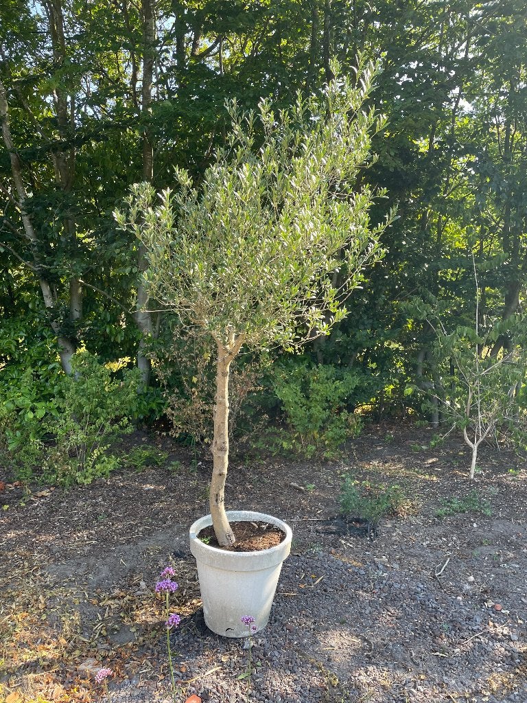 olijfbomen, Enlèvement, En pot, Olivier, 250 à 400 cm