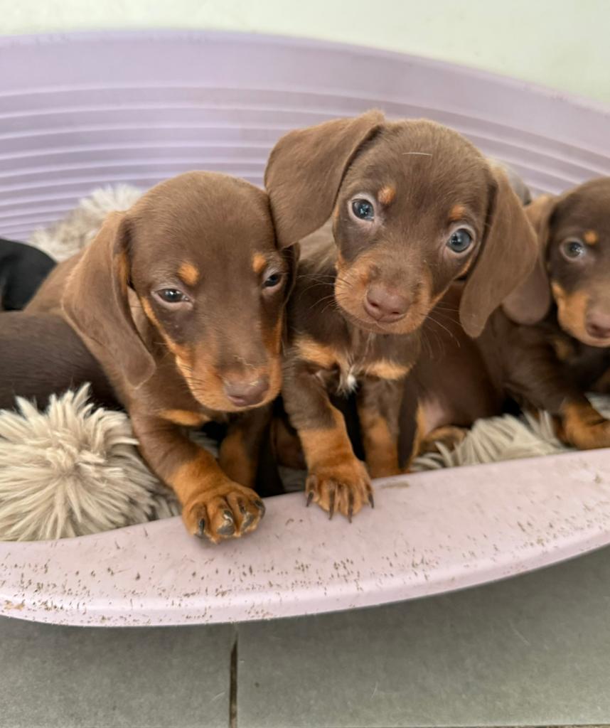 3 prachtige choco tan dwergteckel pups, Dieren en Toebehoren, Honden | Teckels en Dashonden, Meerdere dieren, Korthaar, Dwerg