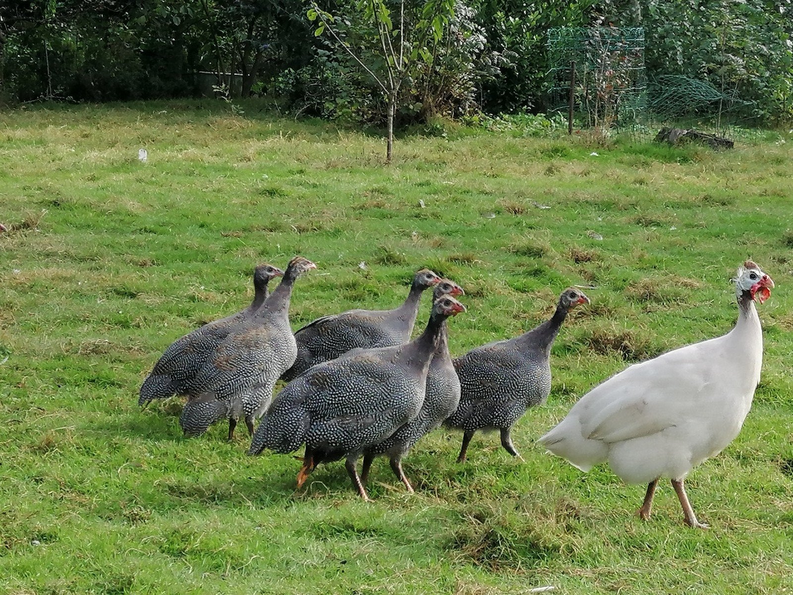 ik zoek parelhoen mannetje, Dieren en Toebehoren