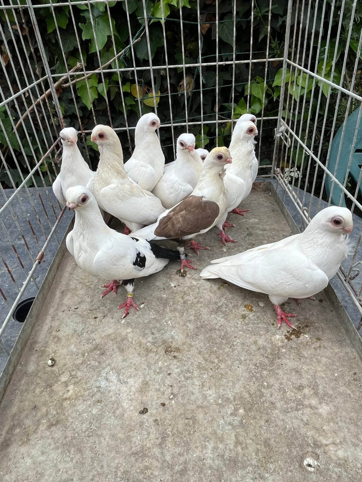 Bango mısıri 10 duıven 200 €, Dieren en Toebehoren
