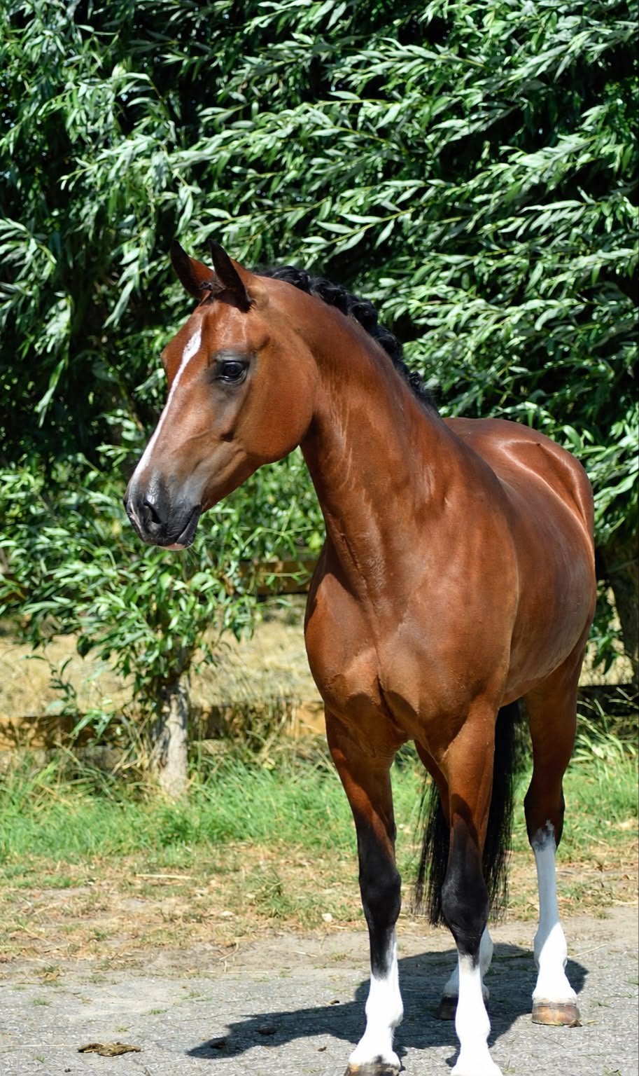 Bloed mooie 5 jr welsch D pony top papieren, Animaux & Accessoires, Poneys, Jument