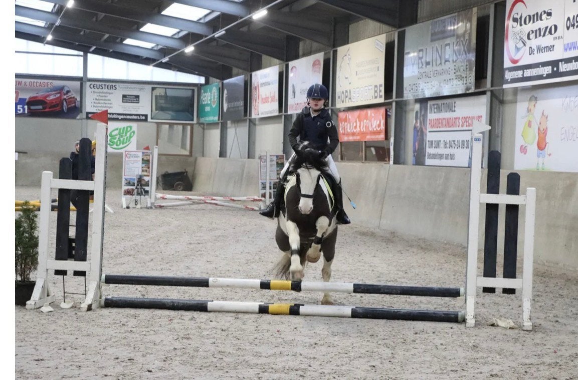 Super fijne tinker, Dieren en Toebehoren, Pony's, Ruin
