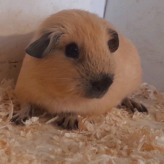 Cali  zeugjes en beertjes, Mai, Plusieurs animaux