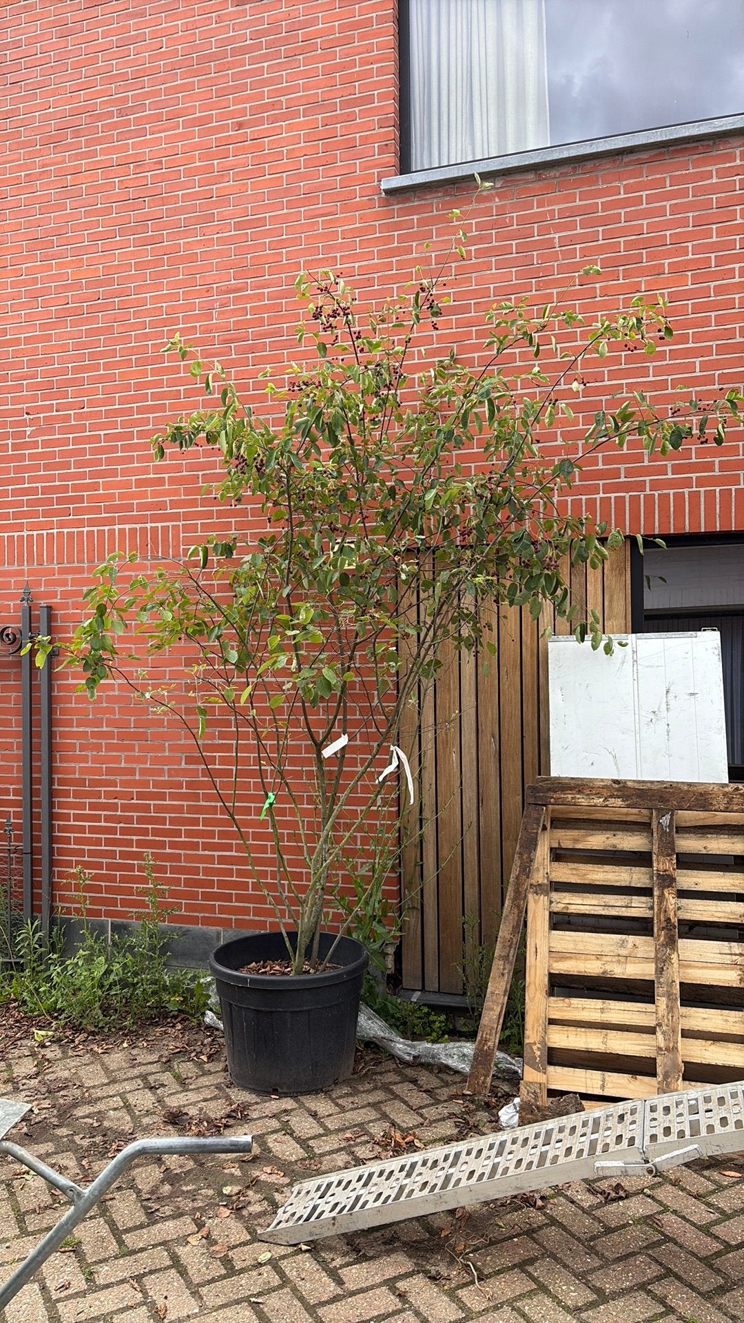 Krentenboom te koop. 200-225 cm in 90L pot, Tuin en Terras, Planten | Bomen, Ophalen