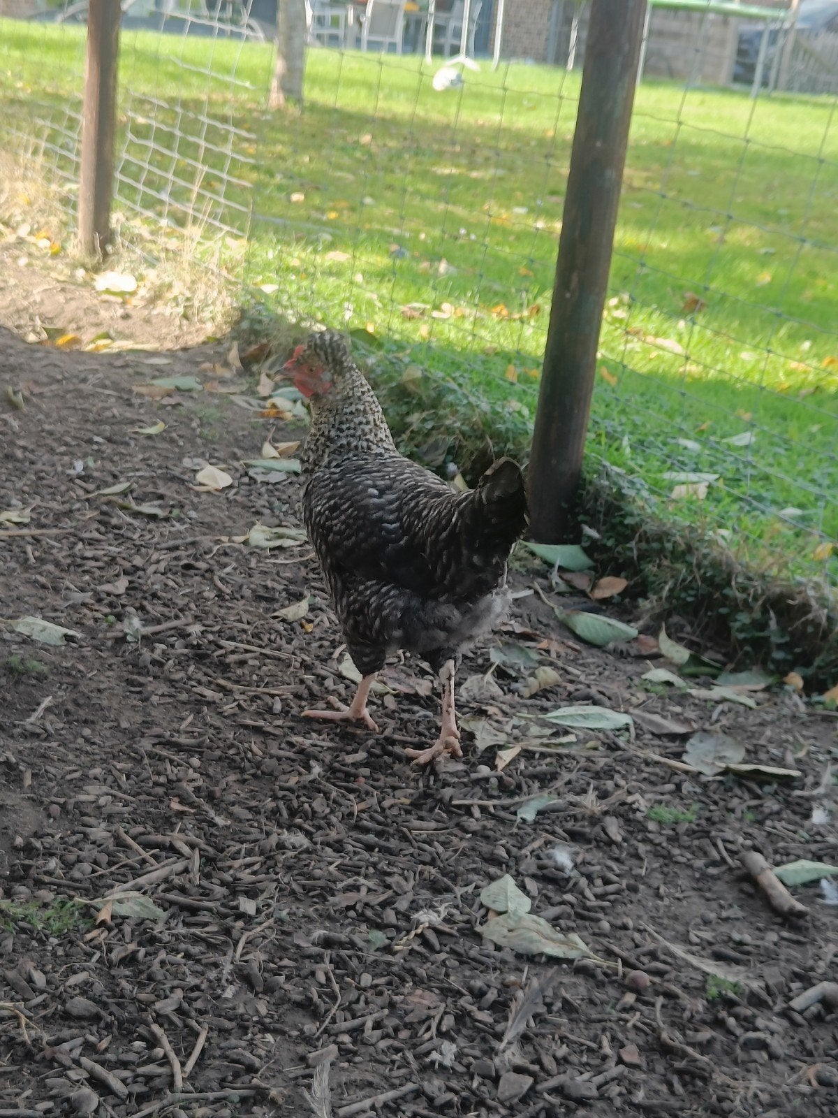 mooie jonge hen kip, Dieren en Toebehoren, Kip