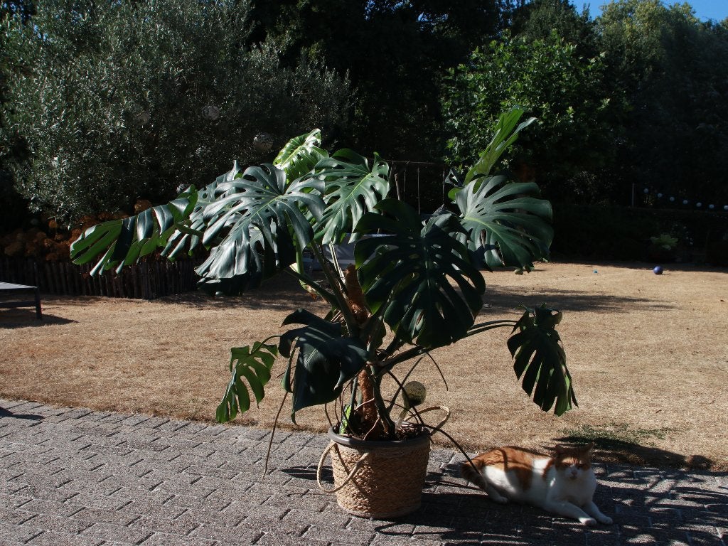 Monstera deliciosa - 2 planten in 1 pot, Ophalen, Nieuw