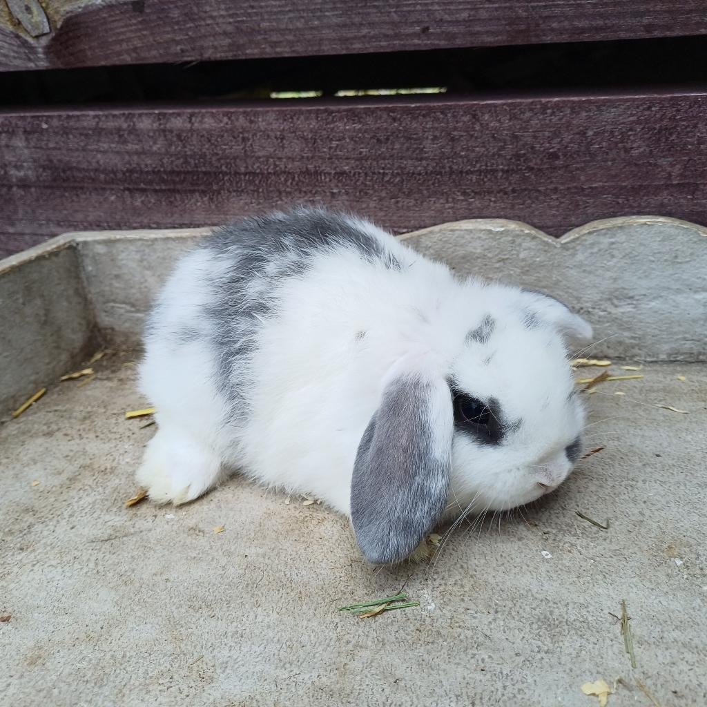 Minilop x nhd dwerghangoortjes, Nain, Oreilles tombantes