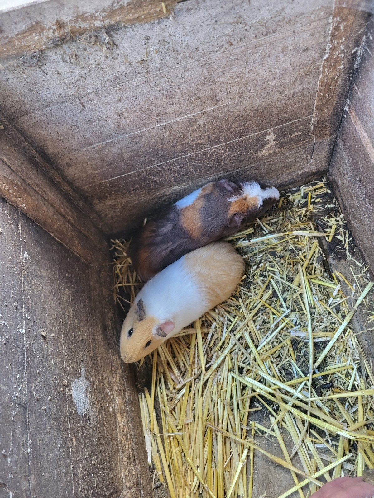 mannelijke cavia's, Juni, Mannelijk, Cavia