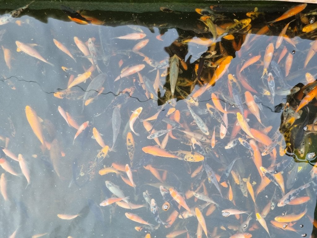 Jeune koï. Propre culture., Poisson, Poisson d'eau douce