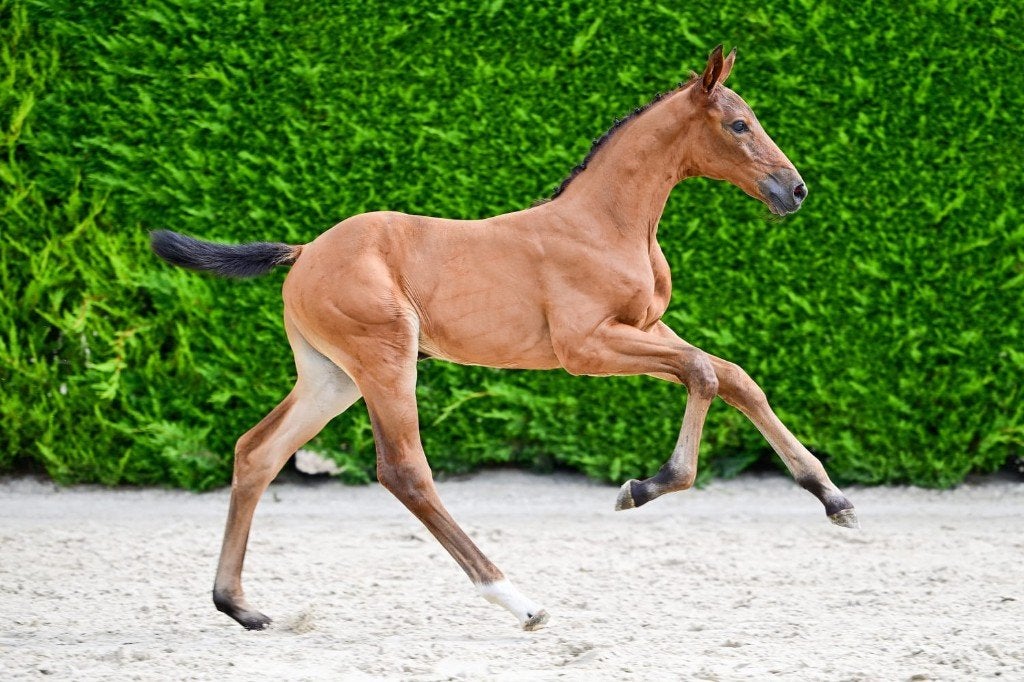 Merrieveulen Comthago VDL uit volle zus 1m55 Springpaard, Animaux & Accessoires, Chevaux, Z, 165 à 170 cm, Avec pedigree, 0 à 2 ans